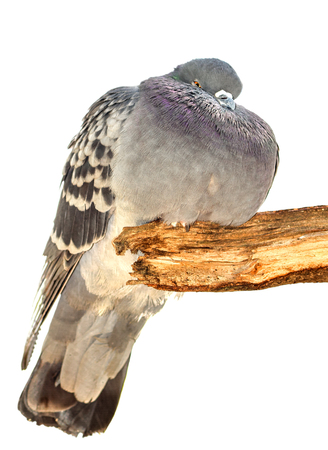 面白い脂肪の枝に座っている鳥の鳩 国内ハト鳥や自然背景をぼかし 灰色の鳩鳥 ロック ピジョンは世界の最も古い飼いならされた鳥です の写真素材 画像素材 Image 面白い脂肪の枝に座っている鳥の鳩 国内ハト鳥や自然背景をぼかし 灰色の鳩鳥 ロック ピジョンは世界の最も古い飼いならされた鳥です の写真素材 画像素材 Image