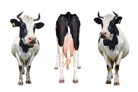 Three cows isolated on white. the bottom and tail of a standing cow. cow standing in front of white background. farm animals concept