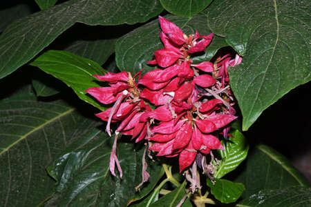 Hortensienbaum Dombeya Cacuminum Teror Gran Canaria Spanien Lizenzfreie Fotos Bilder Und Stock Fotografie Image 73652706