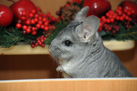 chinchilla and christmas decorations stock photo picture and christmas chinchilla