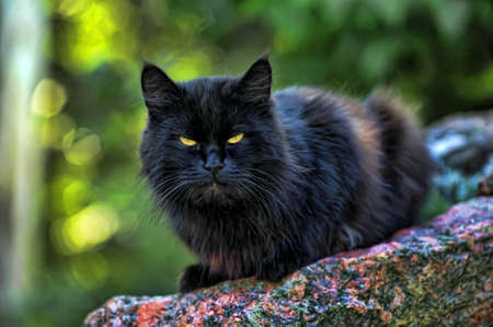 black cat in the street Stock Photo