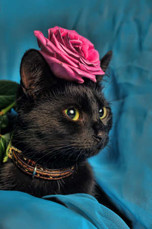 Black cat with a rose