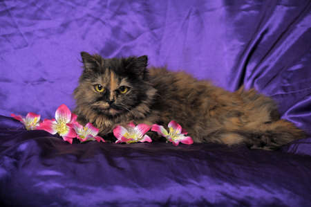 Schildpatt Perser Katze Mit Blumen Lizenzfreie Fotos Bilder Und