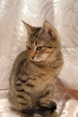 gray brown tabby kitten 4 months stock photo picture and royalty