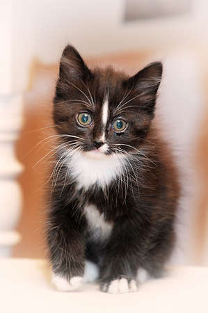 black and white fluffy kitten Stock Photo