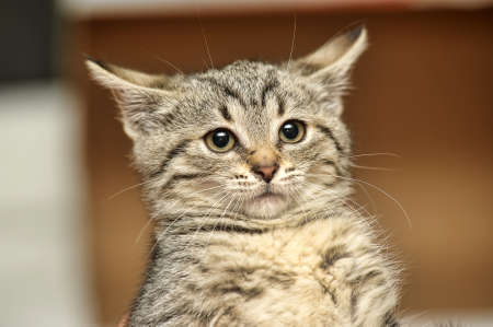 Cute cat