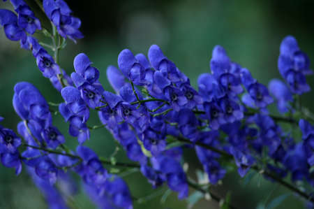 トリカブト Napellus トリカブト属 有毒植物 の写真素材 画像素材 Image トリカブト Napellus トリカブト属 有毒植物 の写真素材 画像素材 Image