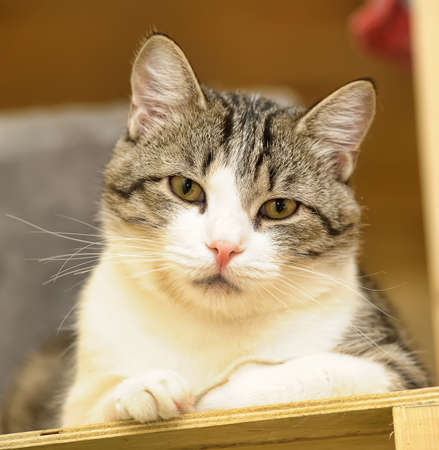 Beautiful gray and white cat