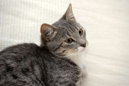 Chat Tigre Gris Banque D Images Et Photos Libres De Droits Image