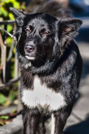 白い胸の雑種犬と黒の写真素材・画像素材 Image 17166350