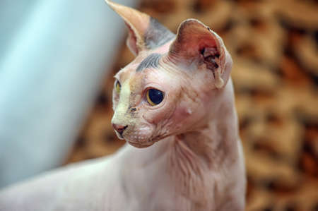 Funny Sphynx Hairless Cat Playful With Sunglasses Stock Photo