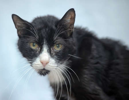 black and white skinny old cat