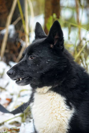 白い胸の雑種犬と黒の写真素材・画像素材 Image 18592056