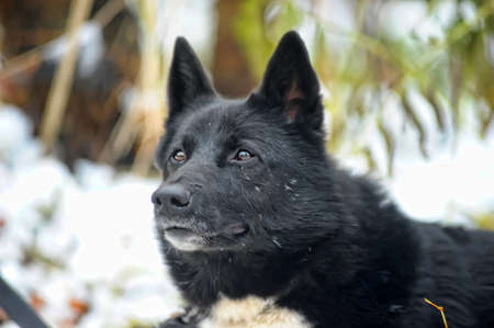 白い胸の雑種犬と黒の写真素材・画像素材 Image 18592054
