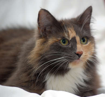 Beautiful three-colored fluffy cat