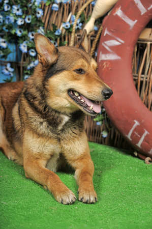 かわいいジャーマン シェパードとシベリアン ハスキー ミックス犬子犬座って疲れてください の写真素材 画像素材 Image 3445 かわいいジャーマン シェパードとシベリアン ハスキー ミックス犬子犬座って疲れてください の写真素材 画像素材 Image 3445