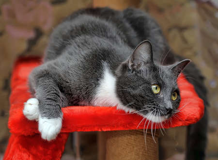 Chartreux Chat Age De 6 Mois Debout Devant Un Fond Jaune Banque D Images Et Photos Libres De Droits Image