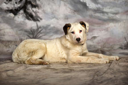 美しく 大きく 白く黒い斑点の子犬は 犬 の写真素材 画像素材 Image