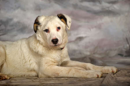 美しく 大きく 白く黒い斑点の子犬は 犬 の写真素材 画像素材 Image