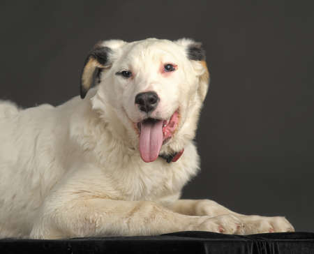 犬は胸に白い斑点と黒 の写真素材 画像素材 Image