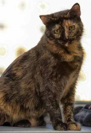Tortie Short Haired Cat Portrait Stock Photo Picture And Royalty
