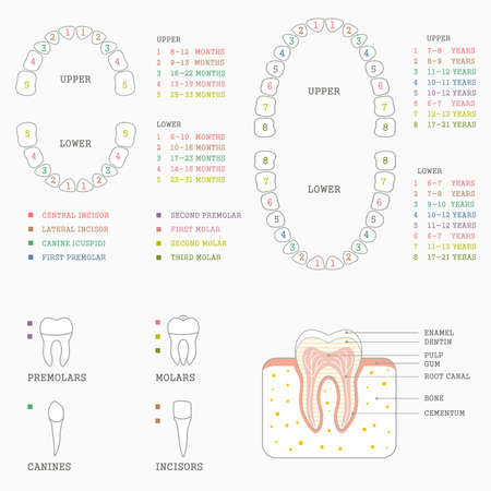 human tooth anatomy chart diagram teeth illustration royalty free odontogram charting