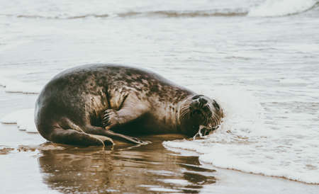 デンマークのフォカ ヴィトゥリーナ生態学のグレネン海辺の面白いアザラシ動物は 野生動物保護概念北極海生物 の写真素材 画像素材 Image デンマークのフォカ ヴィトゥリーナ生態学のグレネン海辺の面白いアザラシ動物は 野生動物保護概念北極海生物 の写真素材 画像素材 Image