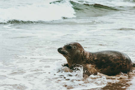 デンマークのフォカ ヴィトゥリーナ生態学のグレネン海辺の面白いアザラシ動物は 野生動物保護概念北極海生物 の写真素材 画像素材 Image デンマークのフォカ ヴィトゥリーナ生態学のグレネン海辺の面白いアザラシ動物は 野生動物保護概念北極海生物 の写真素材 画像素材 Image