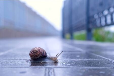 Snail Sliding Foot On Asphalt In City Park During Rain Animals - 