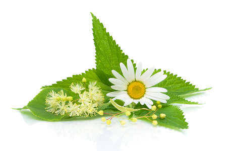 chamomile, nettle leaves and lime flowers on a white background close-up of the reflection