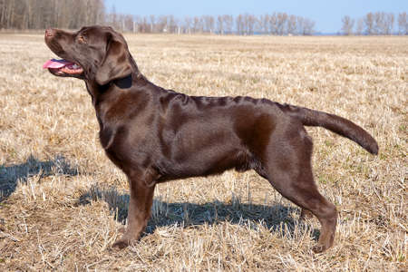 チョコレートのラブラドールレトリバー 年齢 9 0 ヶ月 水平方向の写真 の写真素材 画像素材 Image