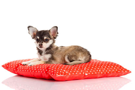 白い背景で隔離赤い枕のチワワ犬 可愛い純血種の子犬チワワの肖像画 の写真素材 画像素材 Image 白い背景で隔離赤い枕のチワワ犬 可愛い純血種の子犬チワワの肖像画 の写真素材 画像素材 Image
