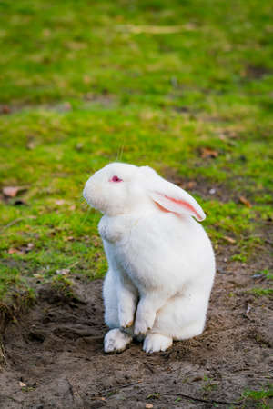 白いうさぎ。芝生のフィールドのウサギの写真素材・画像素材