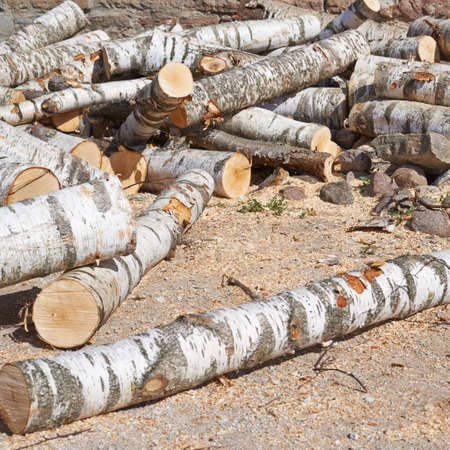 28670292-cut-birch-tree-logs-