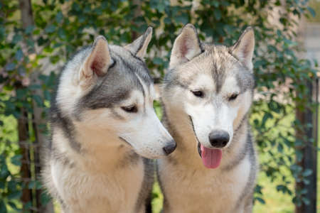 青い目のハスキー犬の横顔の肖像画 の写真素材 画像素材 Image