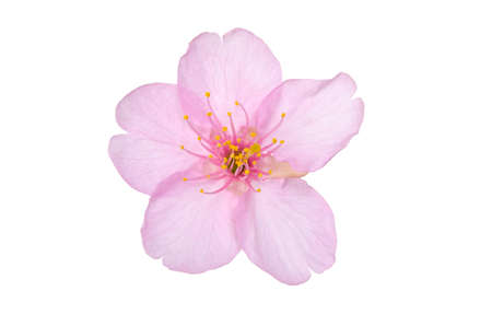 kawazu sakura