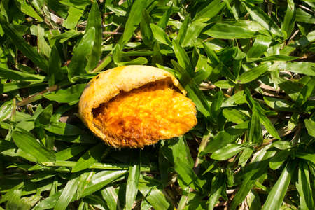 Ripe mango bitten by squirrel on grass Stock Photo