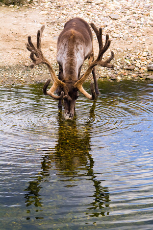 Drinking reindeer