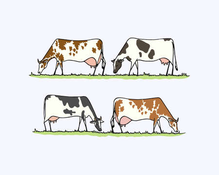 vector illustration of hand drawn cows eating fresh grass on