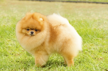草の上の小さな若い美しいフワフワ オレンジ ポメラニアン犬立っての側面図です Pom 犬グッズ カテゴリであり 非常に良い仲間の犬を作ると見なされます の写真素材 画像素材 Image