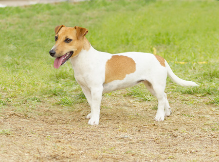 jack russell smooth