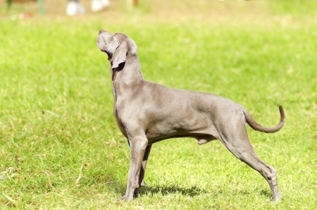 若い 美しい シルバー グレー ブルーワイマラナー犬ないドッキングの尾を持つ芝生の上に立っています グレイ ゴーストはもともと狩猟銃犬飼育王族や貴族のものです の写真素材 画像素材 Image 若い 美しい シルバー グレー ブルーワイマラナー犬ないドッキングの尾を持つ芝生の上に立っています グレイ ゴーストはもともと狩猟銃犬飼育王族や貴族のものです の写真素材 画像素材 Image