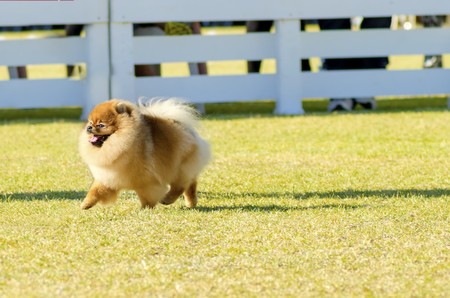 草の上の小さな若い美しいフワフワ オレンジ ポメラニアン犬立っての側面図です Pom 犬グッズ カテゴリであり 非常に良い仲間の犬を作ると見なされます の写真素材 画像素材 Image