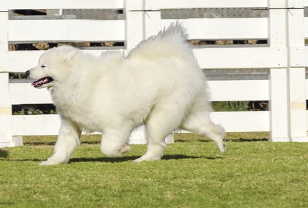 Un Jeune Beau Blanc Moelleux Samoyede Chiot A Marcher Sur L Herbe Le Chien Sammy Ressemble A Un Loup Blanc Mais Il Est Tres Doux Sucre Et Souvent Appele Smiley Sami Banque D Images Un Jeune Beau Blanc Moelleux Samoyede Chiot A Marcher Sur L Herbe Le Chien Sammy Ressemble A Un Loup Blanc Mais Il Est Tres Doux Sucre Et Souvent Appele Smiley Sami Banque D Images