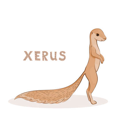 Vector illustration, a cartoon cute xerus, isolated on a white background. animal alphabet.