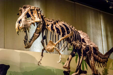 イタリア・ミラノ自然史博物館のティラノサウルス・レックス骨格