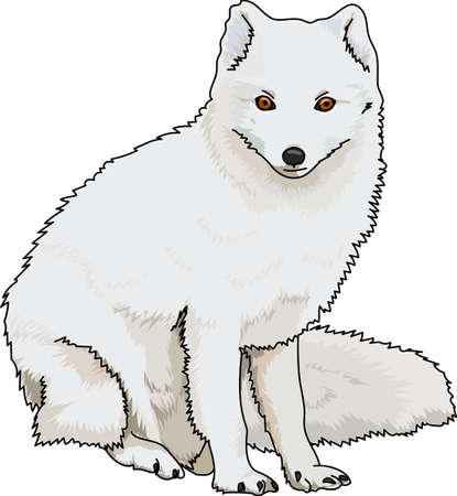 Un Renard Arctique Blanc Et Blanc Sur Isole Clip Art Libres De Droits Vecteurs Et Illustration Image