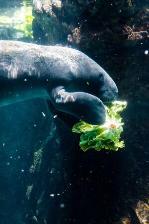 manatee eating salad genoa acquarium italy stock photo picture