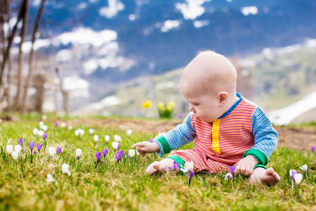 Sun flower: Kleines Baby in den Alpen Berge im Frühjahr mit Krokus Blumen zu spielen. Kind in der Blume mit Schnee bedeckten Berggipfel im Hintergrund Wiese. Frühlingsurlaub in der Schweiz für Familie mit Kind Lizenzfreie Bilder