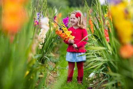 Sun flower: Little girl holding gladiolus flower bouquet. Child picking fresh flowers in the garden. Children gardening in autumn. Kids play in blooming field in late summer or early fall. Kid discovering nature.